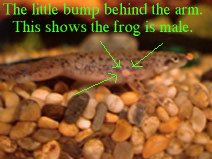 How do you care for an African Clawed frog?