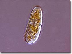 protozoa.jpg