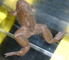 xentropepidermalchytridiomycosis.jpg